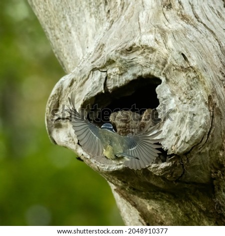 Similar – feeding Animal Wild animal