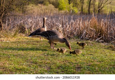 Parent goose geese out with their young goslings. Goose with goslings standing on grass