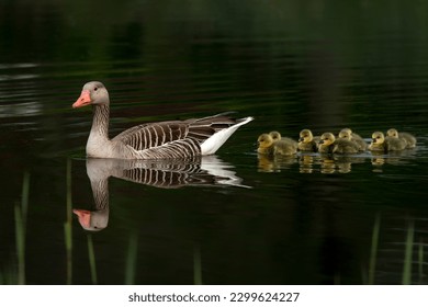 Parent Greylag Goose (Anser anser) out with their young goslings. Gelderland in the Netherlands.                    