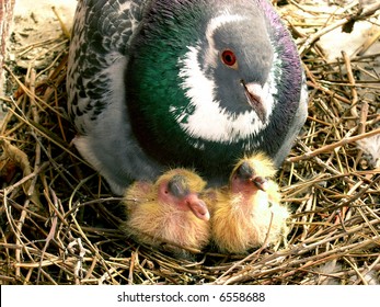 Baby Pigeons Images Photos Et Images Vectorielles De Stock Shutterstock