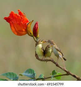 Parent Zitting Cisticola were seen feeding an insect to their babies, Indonesia.