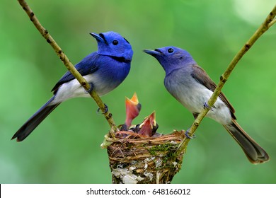 Parents of Black-naped Monarch or Blue Flycatchers perching over nest protect their baby chicks in the nest, beautiful nature