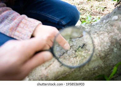 Parents And Child Observing Ants With A Magnifying Glass