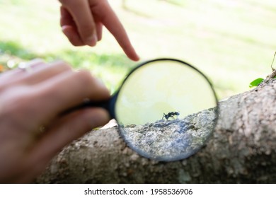 Parents And Child Observing Ants With A Magnifying Glass