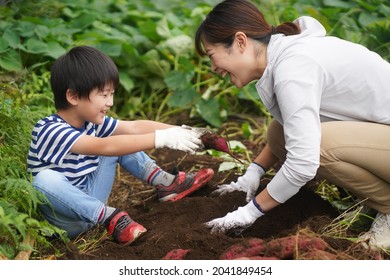 Parents And Children Harvesting Sweet Potatoes 