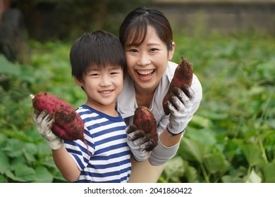 Parents And Children Harvesting Sweet Potatoes 