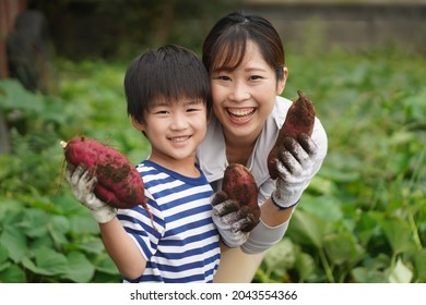 Parents And Children Harvesting Sweet Potatoes 