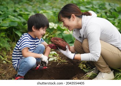 Parents And Children Harvesting Sweet Potatoes 