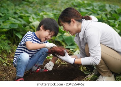 Parents And Children Harvesting Sweet Potatoes 