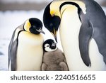 Parents of emperor penguin pin and warm small cub in cold Antarctica