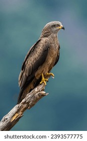 The pariah eagle (Milvus migrans) is a species of bird of prey from the Accipitridae family. This bird is considered to be the most abundant species of the acciptrid family - Shutterstock ID 2393577775