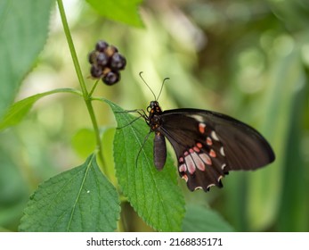 Parides Erithalion Knight Butterfly Papilionidae On A Leaf