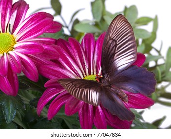 Parides Varuna Butterfly On Red Mum