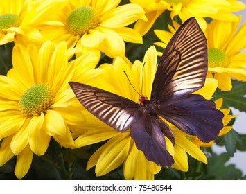 Parides Varuna Butterfly On Yellow Chrysanthemum