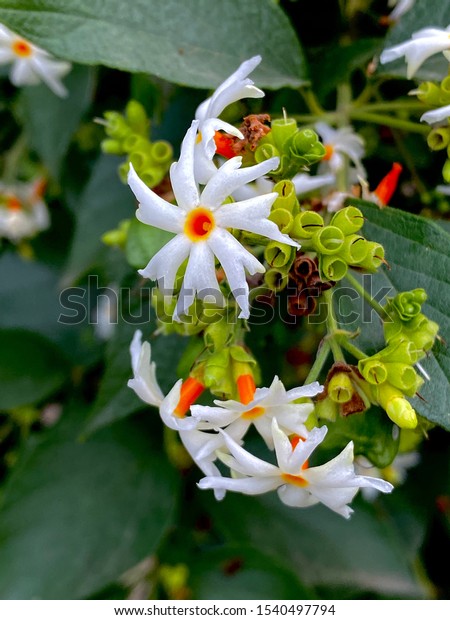 Parijat Night Flowering Jasmine Delicate Flower Stock Photo Edit Now 1540497794