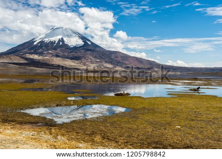 Parinacota volcano and Chungara lake, Lauca National Park, Chile