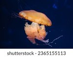 Paris aquarium, Chrysaora hysoscella, the compass jellyfish, is a common species of jellyfish that inhabits coastal waters in temperate regions of the northeastern Atlantic Ocean, including the North 