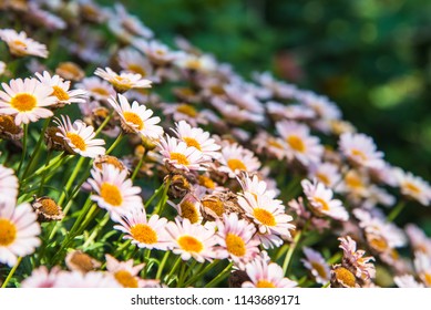 Paris Daisy(Chrysanthemum Frutescens L.)