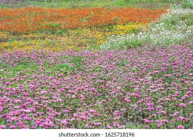 Paris Daisy's Blooming (Chrysanthemum Frutescens L.)