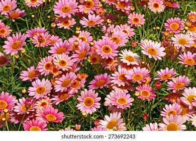 Paris Daisy's Blooming (Chrysanthemum Frutescens L.)