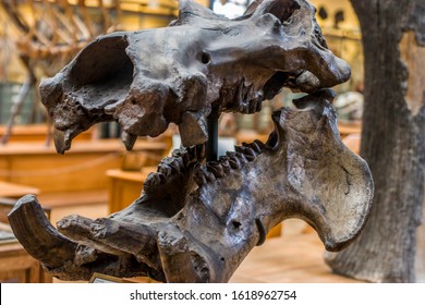 Paris France Jun 11th 2018: the cast skull specimen of European hippopotamus (Hippopotamus antiquus) in National Museum of Natural History.
Becoming extinct some time before the last glacial period.