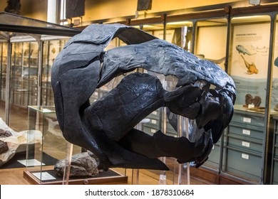 Paris France Jun 11th 2018: the fossil of Dunkleosteus terrelli in National Museum of Natural History.
It is an extinct genus of arthrodire placoderm fish that existed during the Late Devonian period.