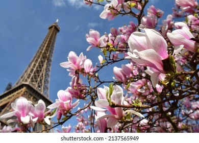 Paris, France. Magnolia Flowers And The Eiffel Tower. View From The Champ De Mars Park. March 14, 2022.