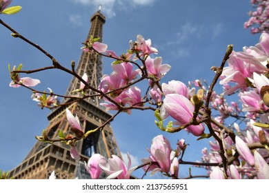 Paris, France. Magnolia Flowers And The Eiffel Tower. View From The Champ De Mars Park. March 14, 2022.