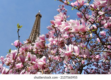 Paris, France. Magnolia Flowers And The Eiffel Tower. View From The Champ De Mars Park. March 14, 2022.