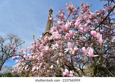 Paris, France. Magnolia Flowers And The Eiffel Tower. View From The Champ De Mars Park. March 14, 2022.