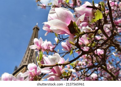 Paris, France. Magnolia Flowers And The Eiffel Tower. View From The Champ De Mars Park. March 14, 2022.