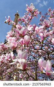 Paris, France. Magnolia Flowers And The Eiffel Tower. View From The Champ De Mars Park. March 14, 2022.