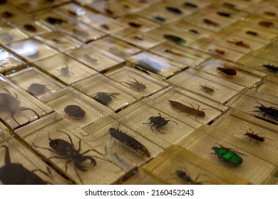 Paris, France , May 15 2022 : Flea Market Items , Insect Collection