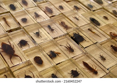 Paris, France , May 15 2022 : Flea Market Items , Insect Collection