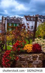 Paris, France. Old Vineyard In Montmartre Quarter In Autumn.  New Beaujolais Wine Festivals Take Place On The Third Thursday In November All Over France.