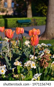 Paris, France. Tulips In Bloom At Jardins Du Trocadéro, Early Morning April 24, 2021.