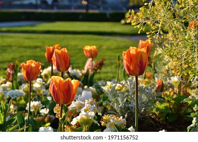 Paris, France. Tulips In Bloom At Jardins Du Trocadéro, Early Morning April 24, 2021.