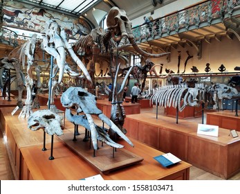 Paris, France-5.6.19: Animal Bones Exhibition In The Natural History Museum Interior