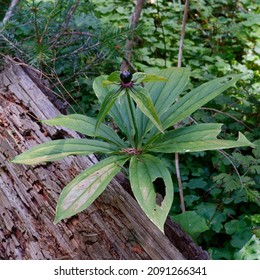 Paris incompleta - endemic plant of the Caucasus growing in mountain forests