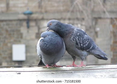 140 Parisian dove Images, Stock Photos & Vectors | Shutterstock