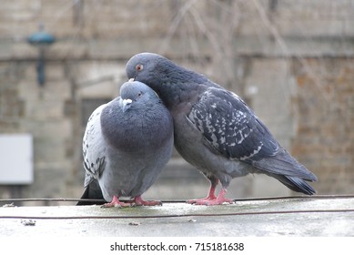 Parisian Doves Stock Photo 715181638 