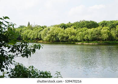 Park Background