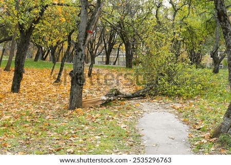 park background trunk tree green old en chair forest outdoor road pebble leaf parkbench one nobody