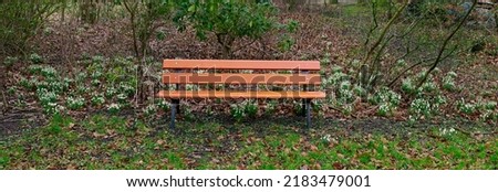 Park background of wooden bench with trees and snowdrop flowers growing in a field with green grass. Wide copy space wallpaper of peaceful nature scene with quiet and empty seat outside in a forest