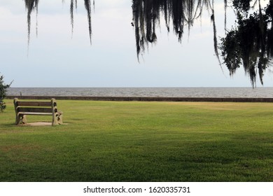 Park Bench By Live Oak Tree And Lake Pontchartrain On The North Shore Of New Orleans In Mandeville, Louisiana Lakefront