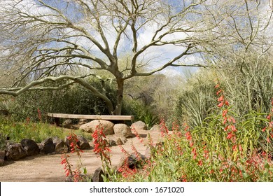 Phoenix Desert Botanical Gardens Images Stock Photos Vectors