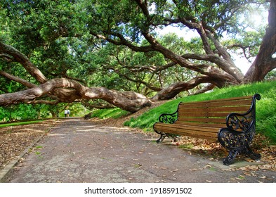 Park bench. Empty bench in the park. Couple walking in the park. Sitting in the park in Auckland, New Zealand.