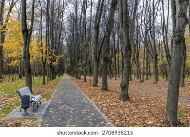 Park with a bench and a path. The path is lined with trees and leaves. The bench is empty