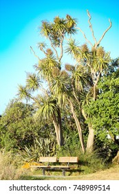 A park bench for public use below a tall native New Zealand cabbage tree (Cordyline australis)