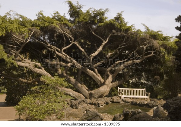 Park Bench Sits Beside Gnarled Tree Nature Parks Outdoor Stock